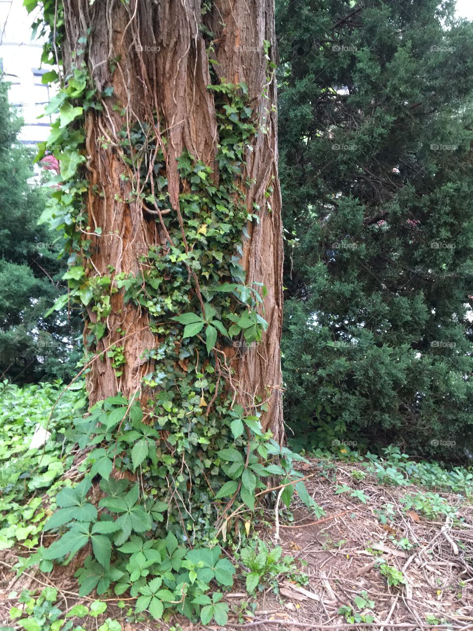 Ivy-covered tree and woods