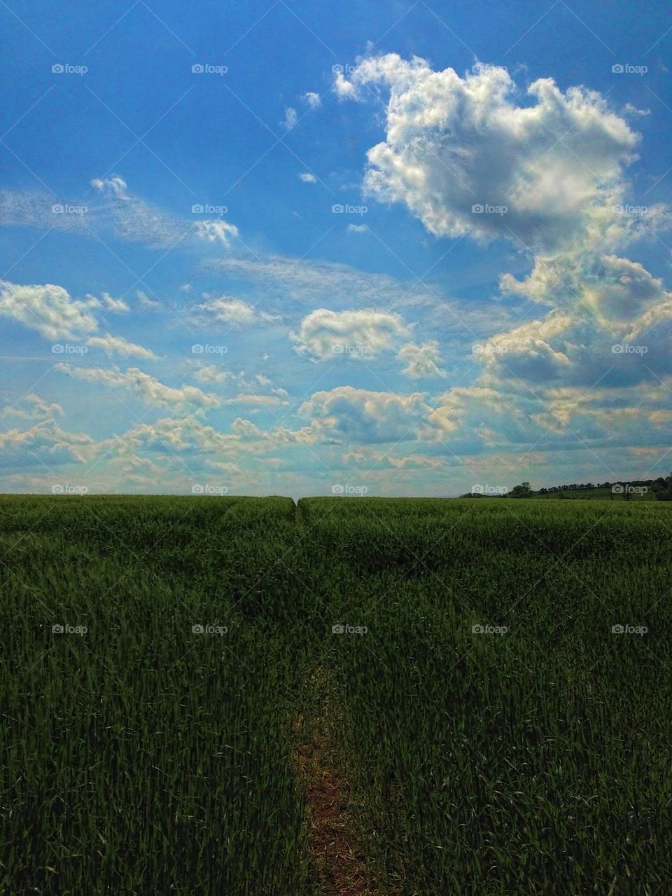 Cornfield