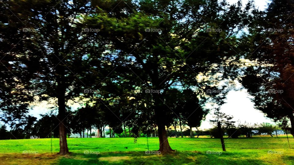 Tree, Landscape, Park, Nature, No Person