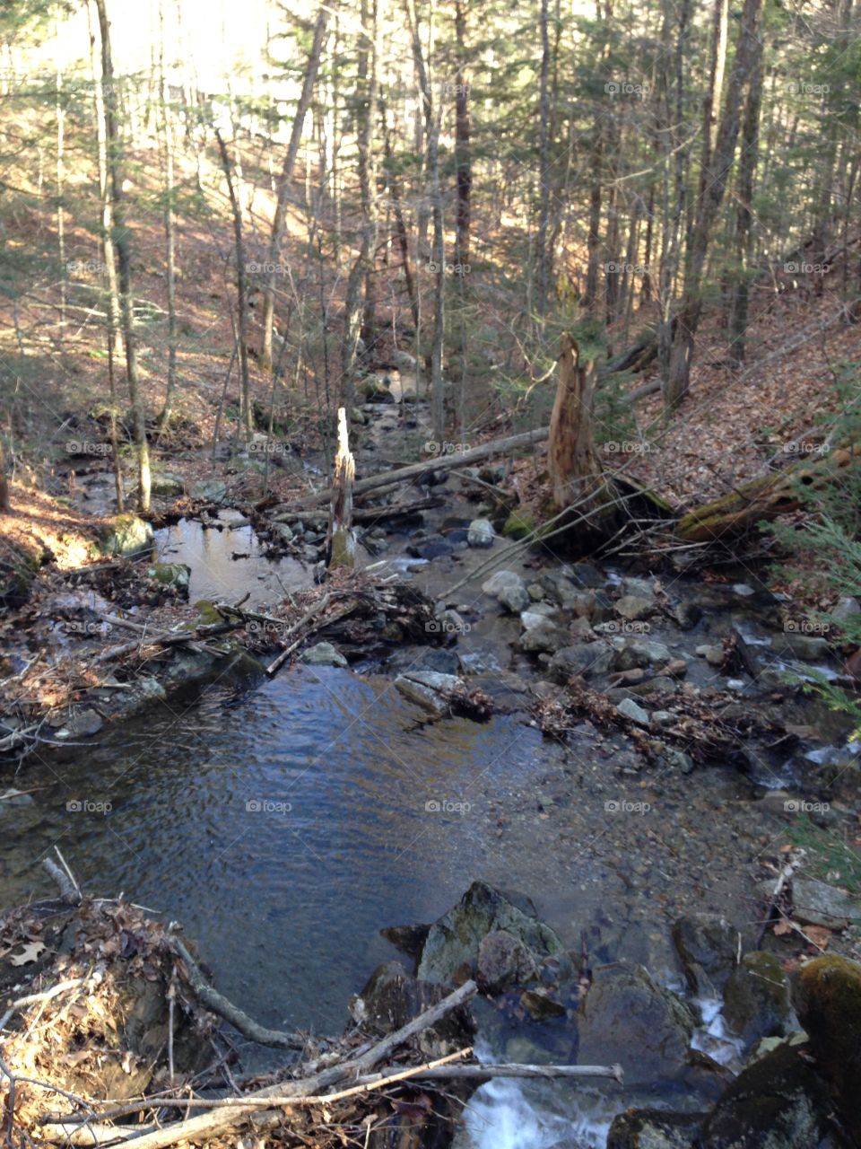 Water, Wood, River, Tree, No Person