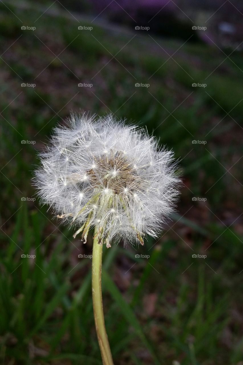 Dandelion Seeds