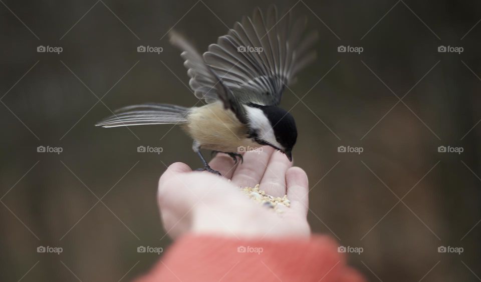 A giving hand; Bird landing on woman’s hand