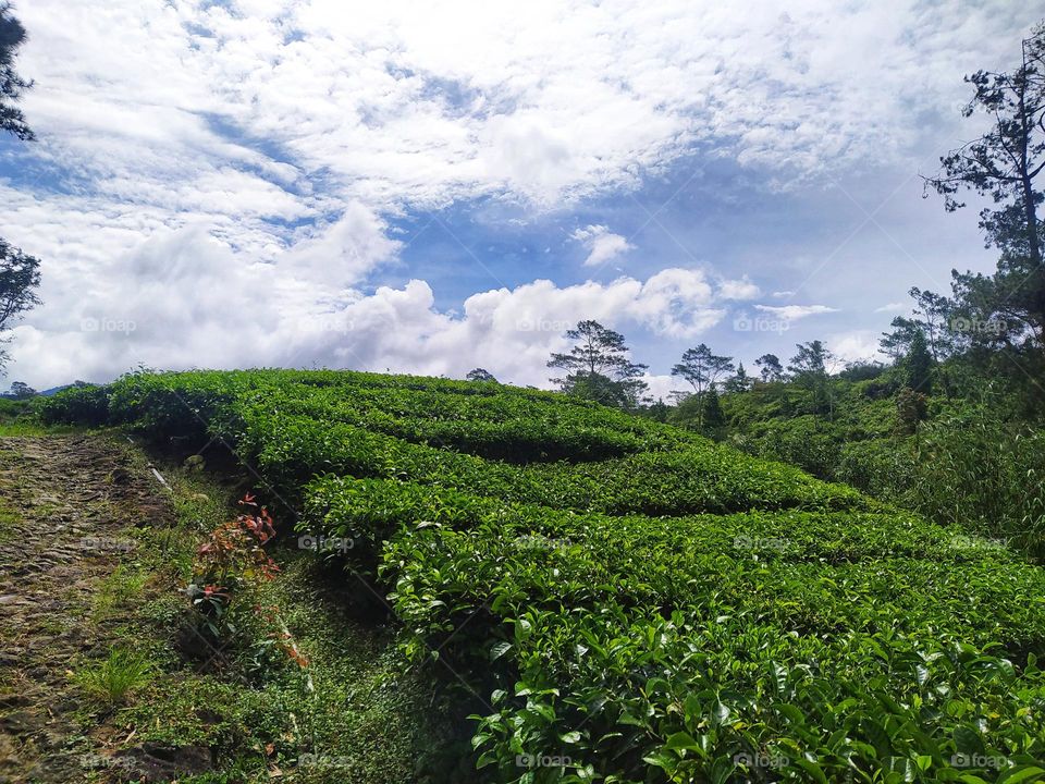 Tea garden view with cloudy clear sky