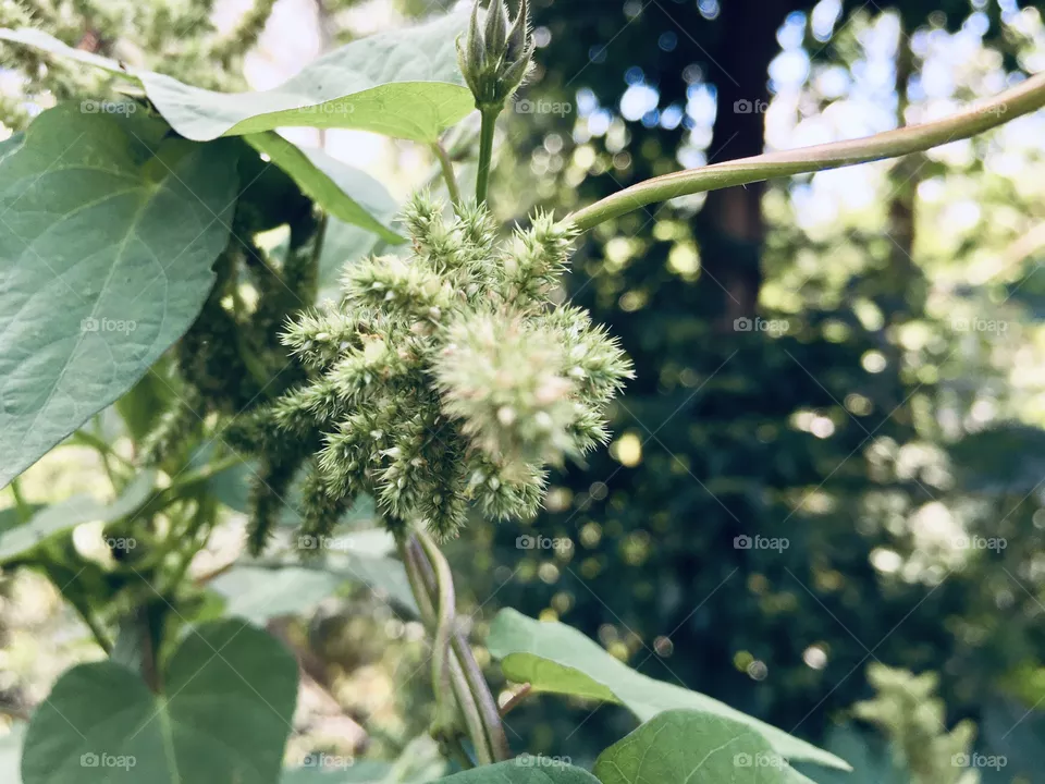 Vegetação 