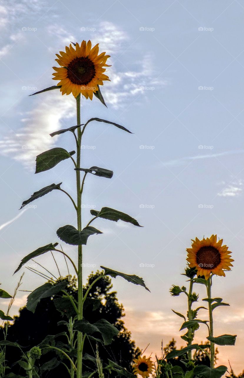 Happiness reaching to the sky