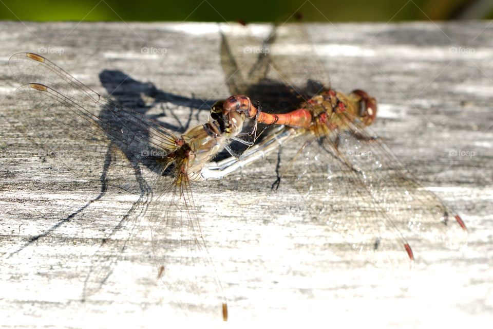 Dragonflies Pairing