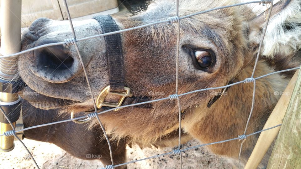 donkey. donkey face