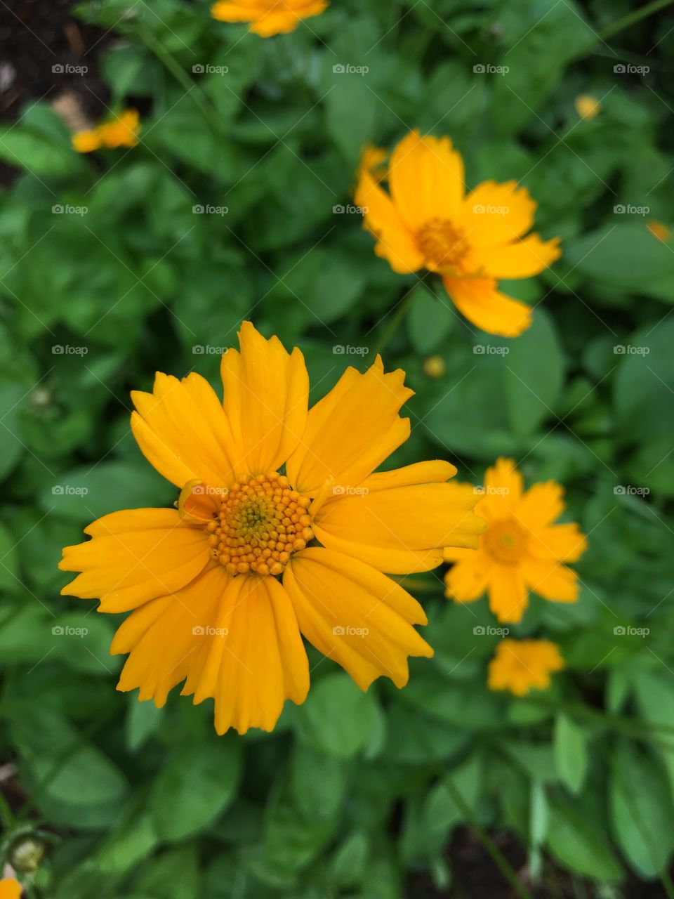 Orange flowers