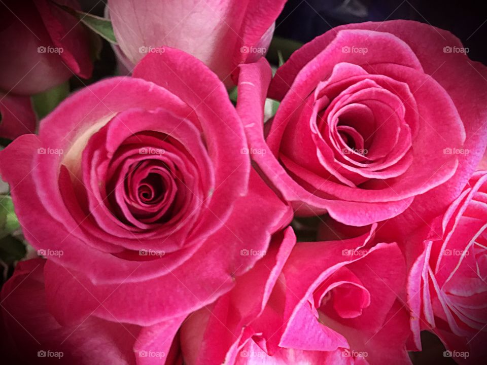 Pink roses
