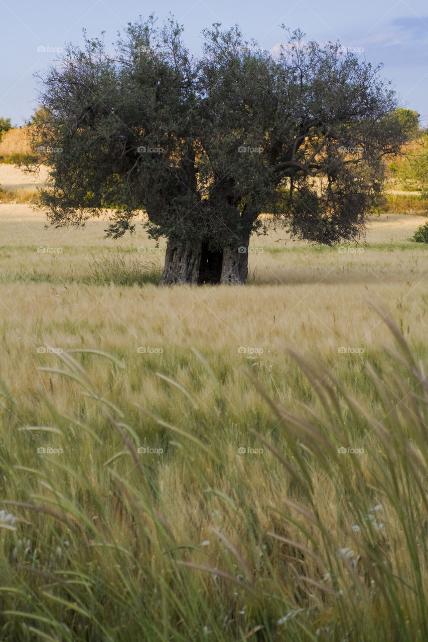 centuries-old olive tree