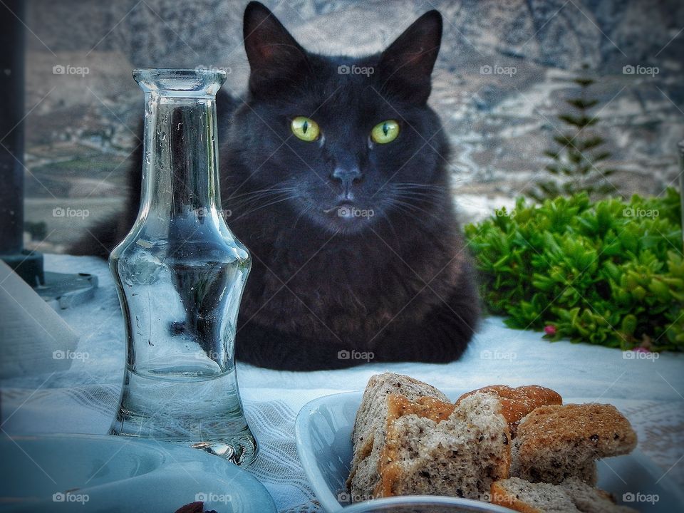 Feline meal companion Santorini 