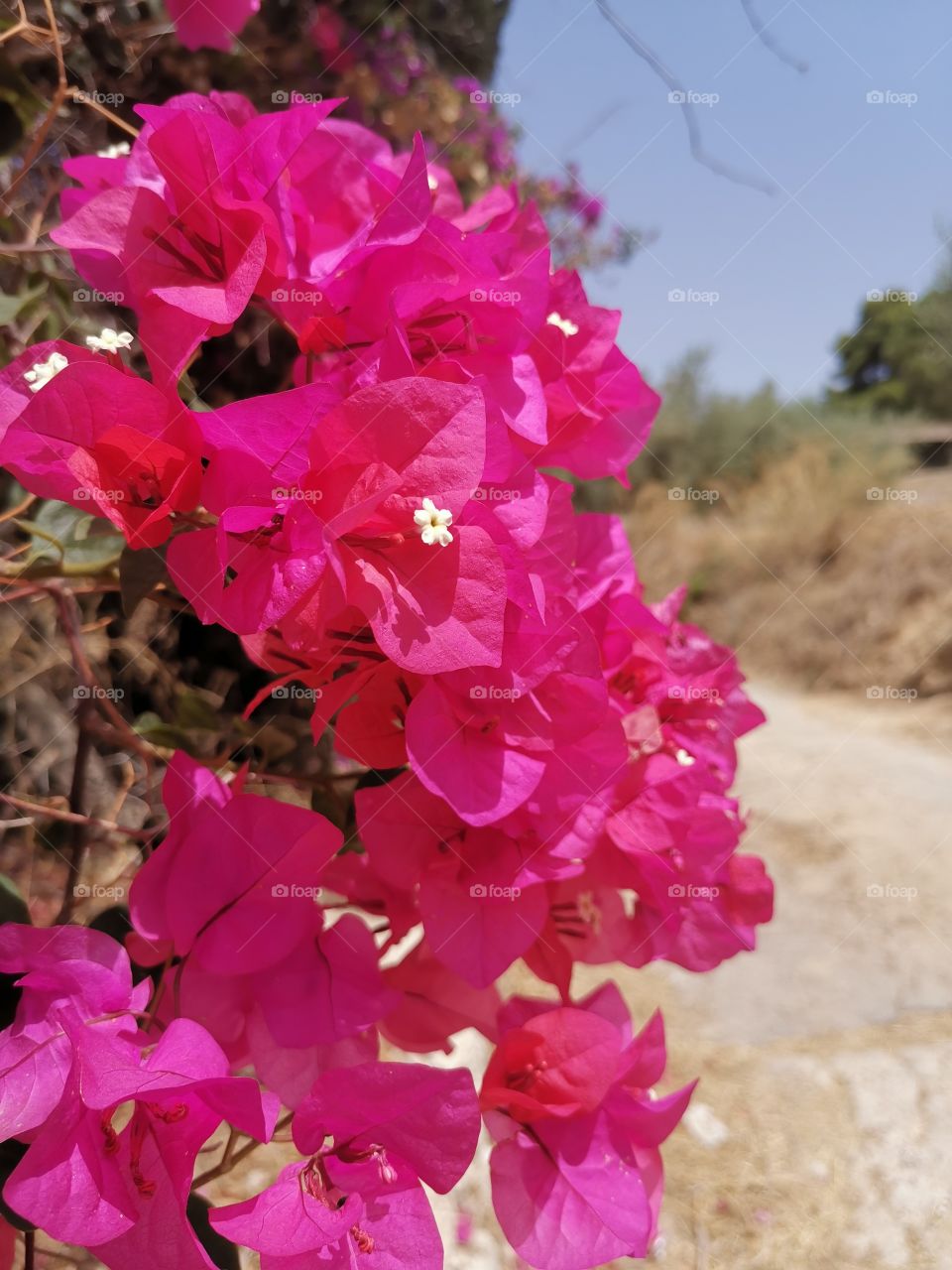 The wonders of nature