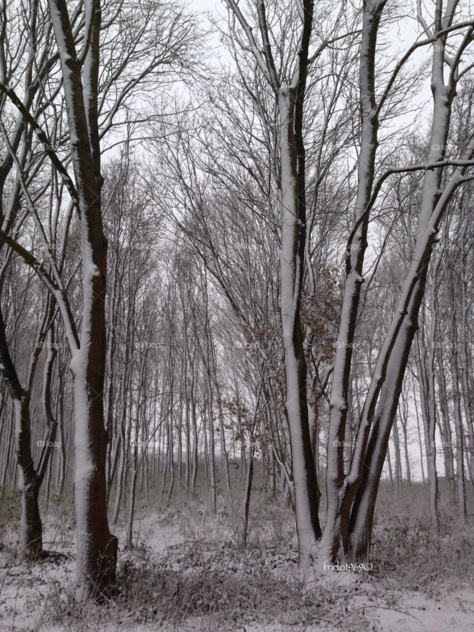 snow winter trees amersfoort by frido1969