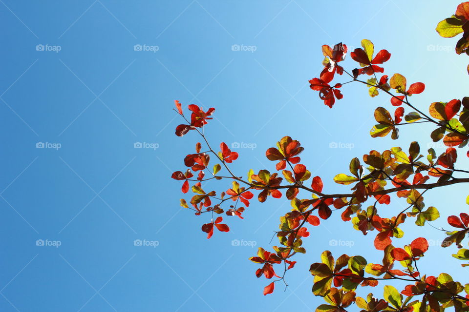 sky and leaf