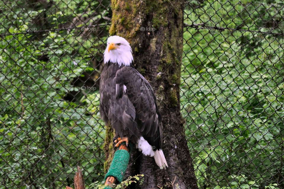 center bird eagle fauna by refocusphoto