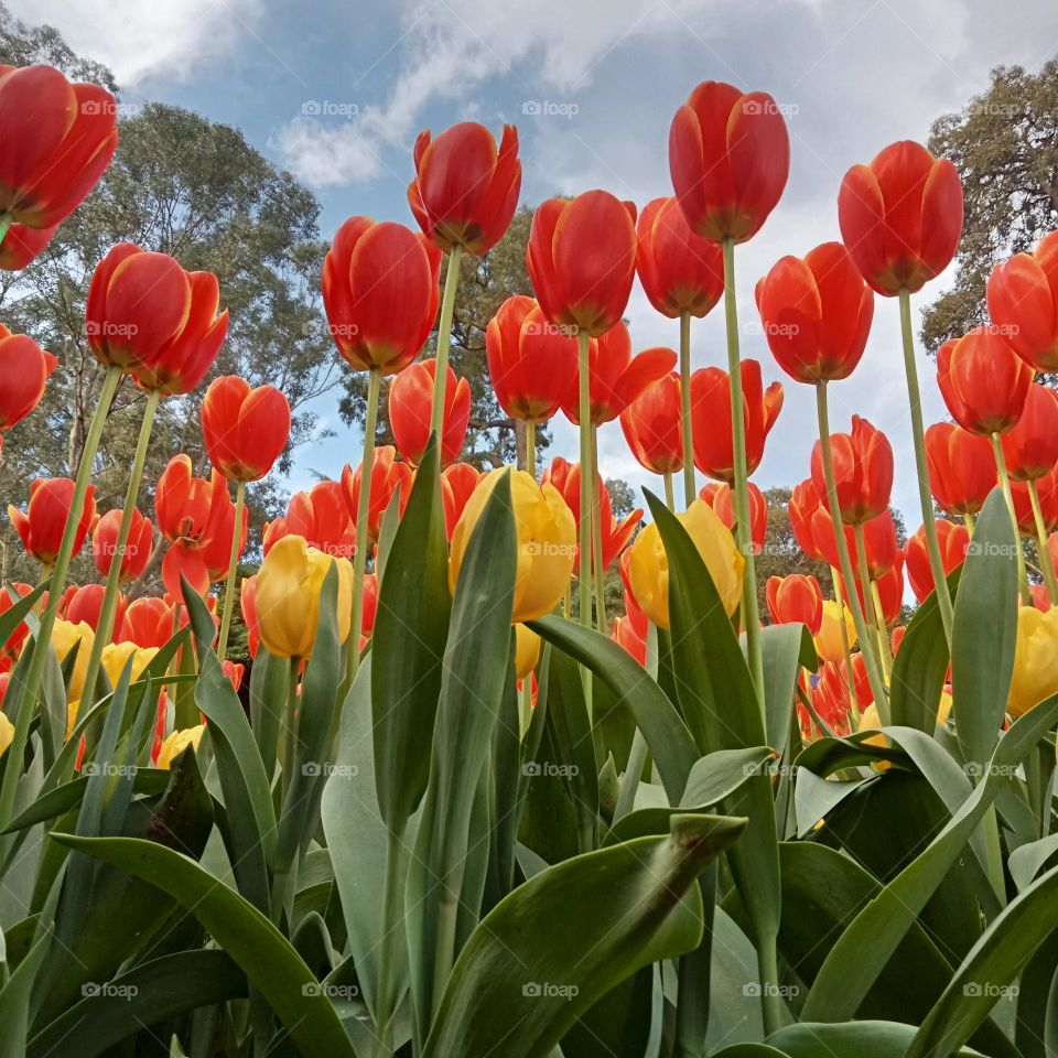 Tulip Festival