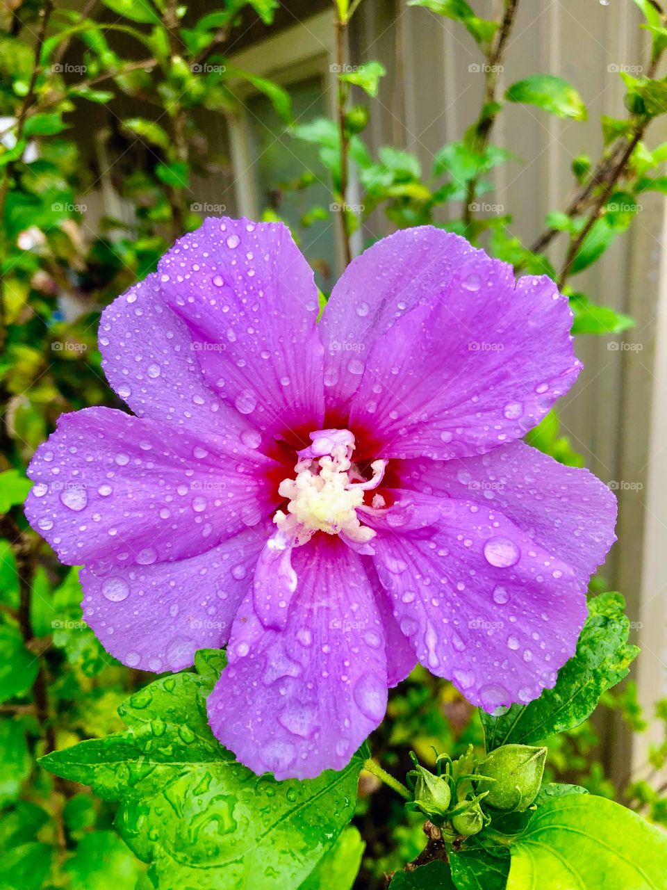 Pink flower pedal with rain drops