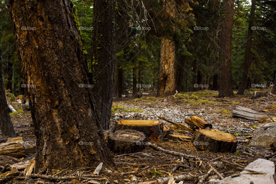 Chopped Wood