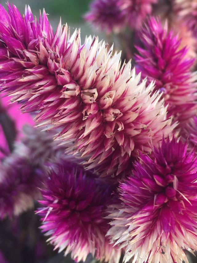 Fiore