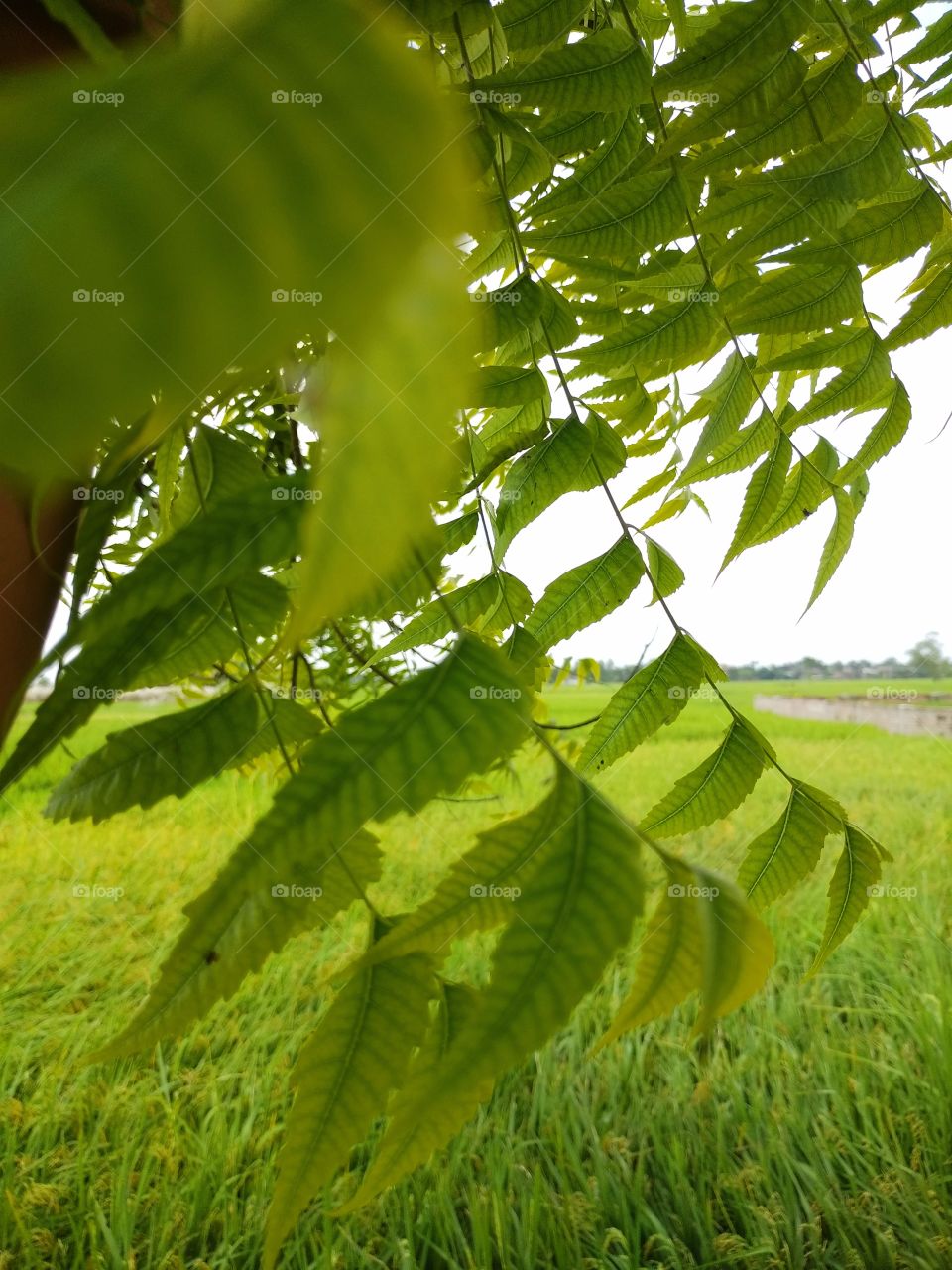 Azadirachta indica ( Neem ) leafs