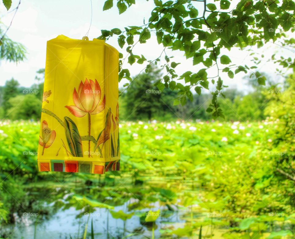 Lotus Lantern