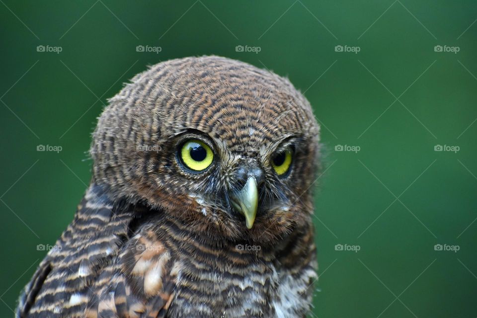 jungle owlet face close-up