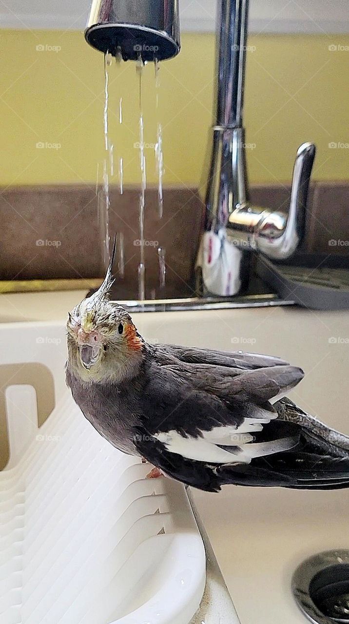 Tweety Bird taking a shower. A Cockatiel taking a shower in the kitchen sink under the cool shower of the faucet.