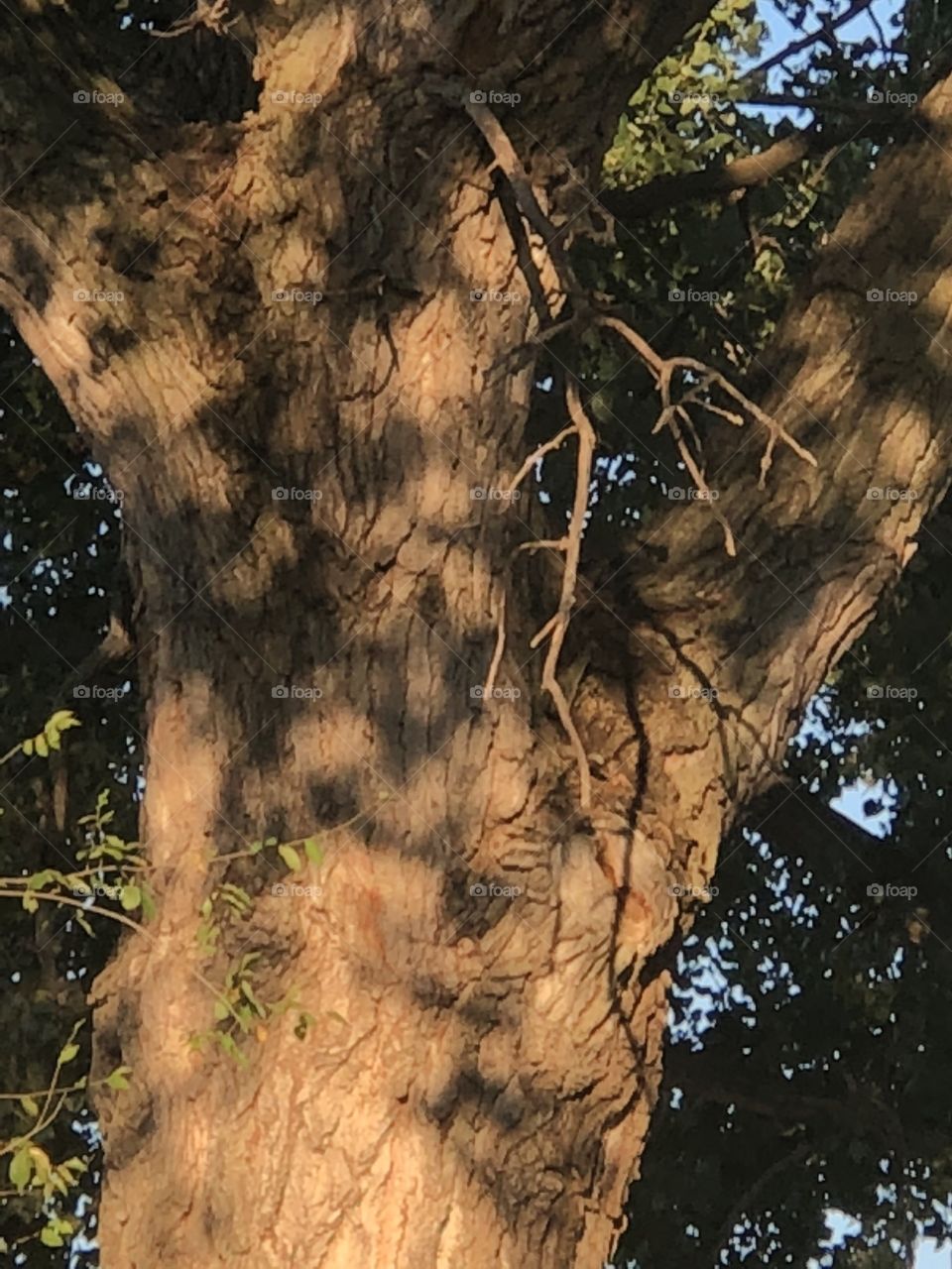 Lovely cotton wood tree