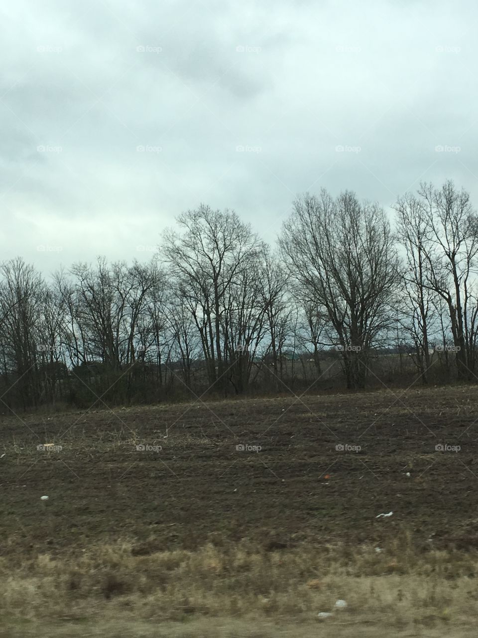 Landscape, No Person, Fog, Tree, Nature