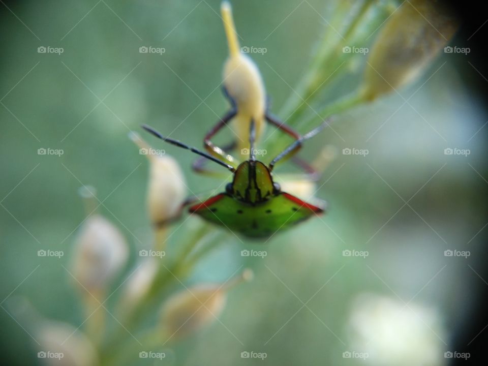 Picture taken with my smartphone and macro lens.