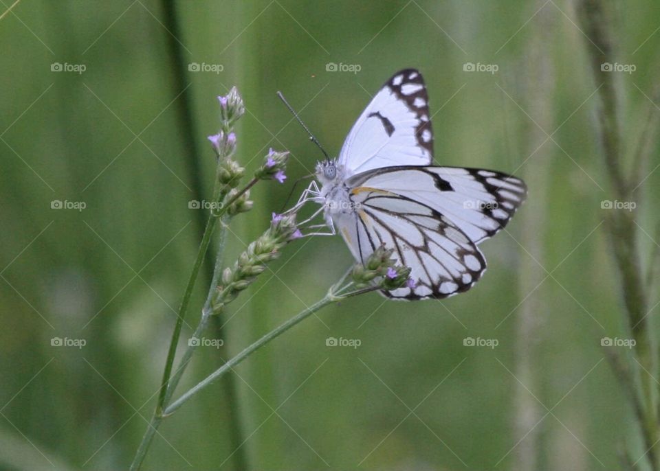 Brown-veined white butterfly 
