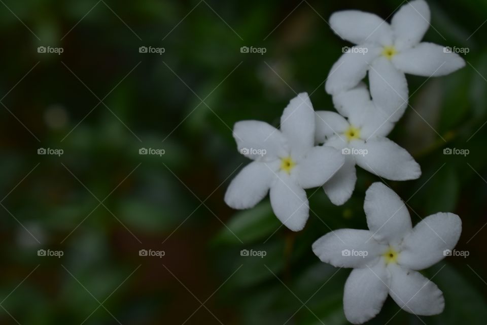 jasmine flower