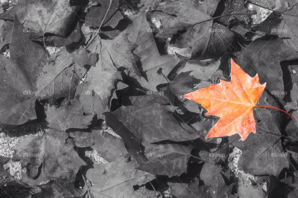 Leave floating in the water