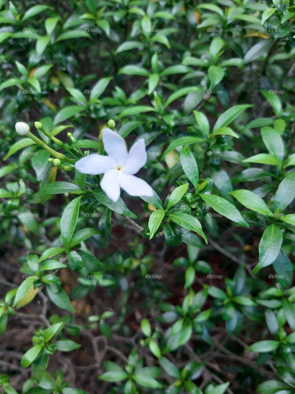 A little white flower in green garden