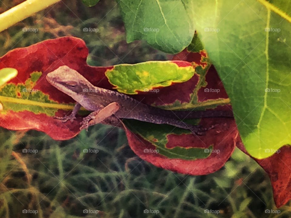 Leaf lizard. Lizard just chillin inside an oak leaf in my front yard. 