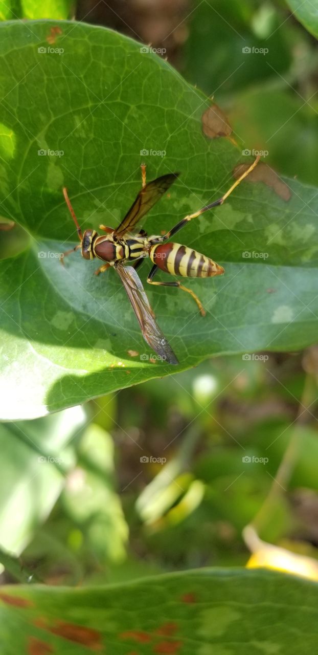 A common paper wasp (Polistes exclamans) exploring a green briar leaf (Smilax bona-nox).