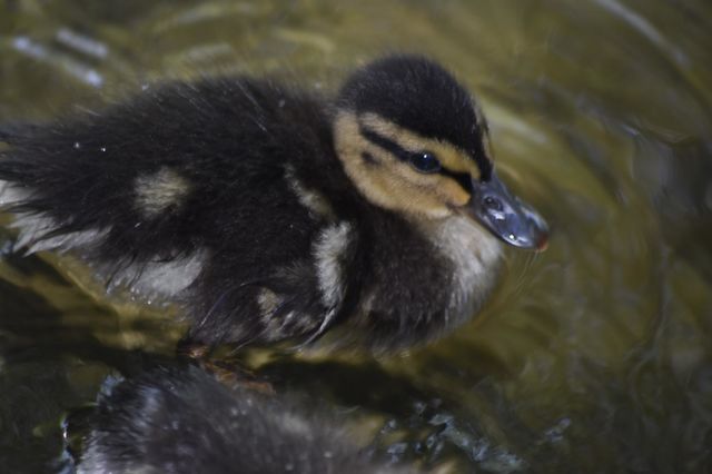 Ducks