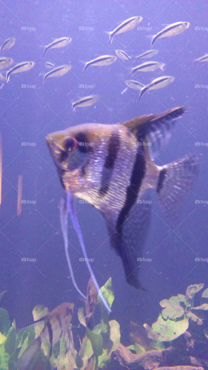 Ángel, fish