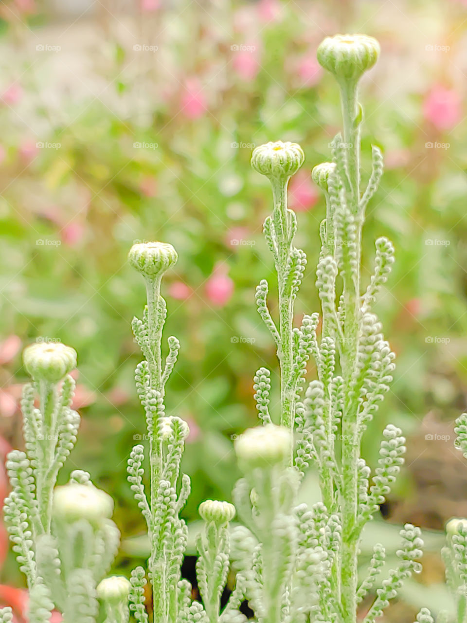 The beautiful gray santolina flower buds in spring bloom with pink Salvia blooms in the background.  Also known lavender cotton. Scientific name Santolina chamaecyparissus. Native to the Mediterranean.