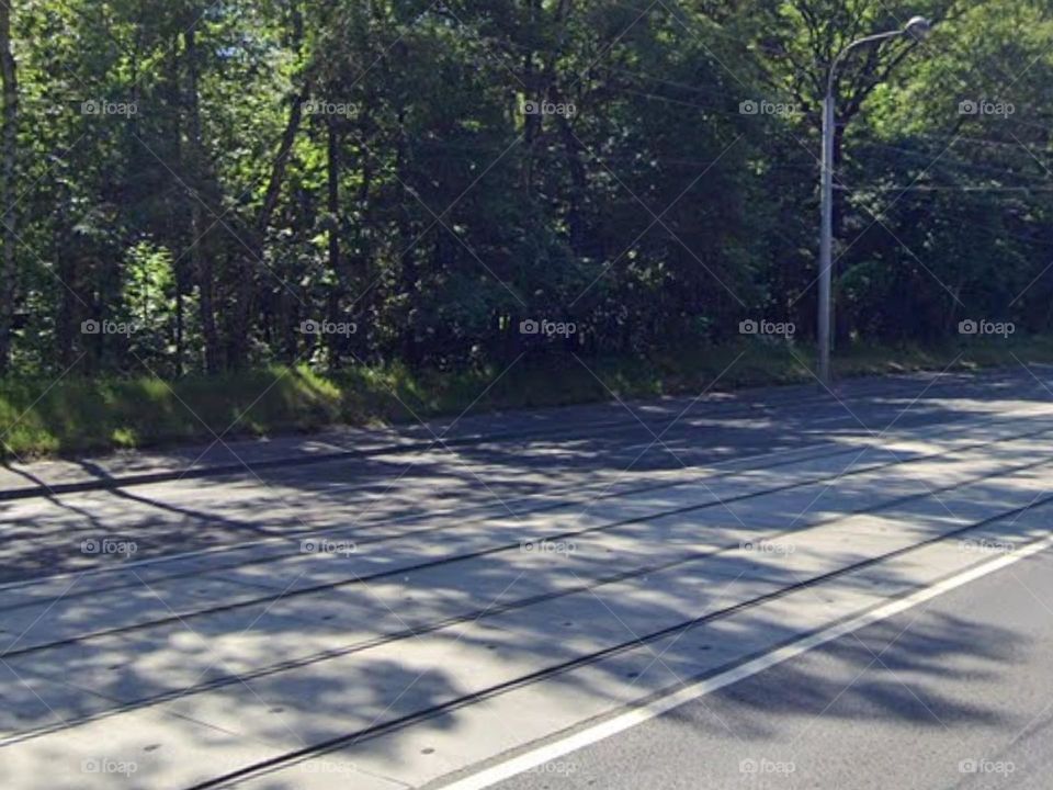 A road and some trees