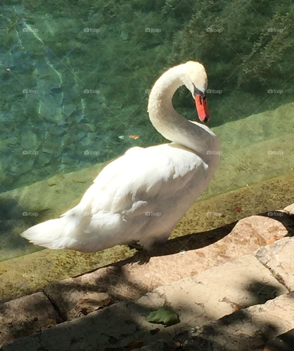 Swan in Annecy