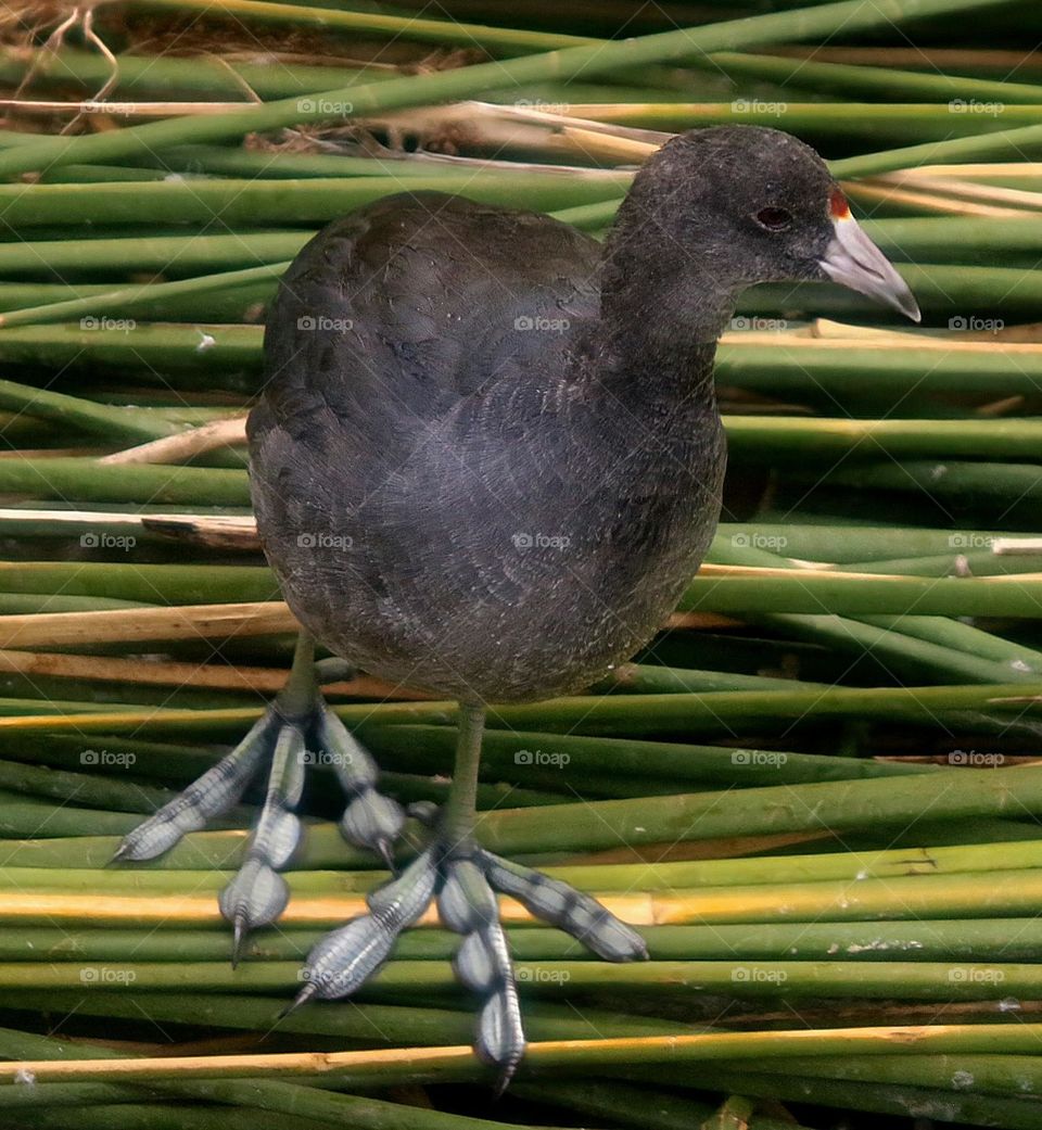 Juvenile Coot in the Reeds