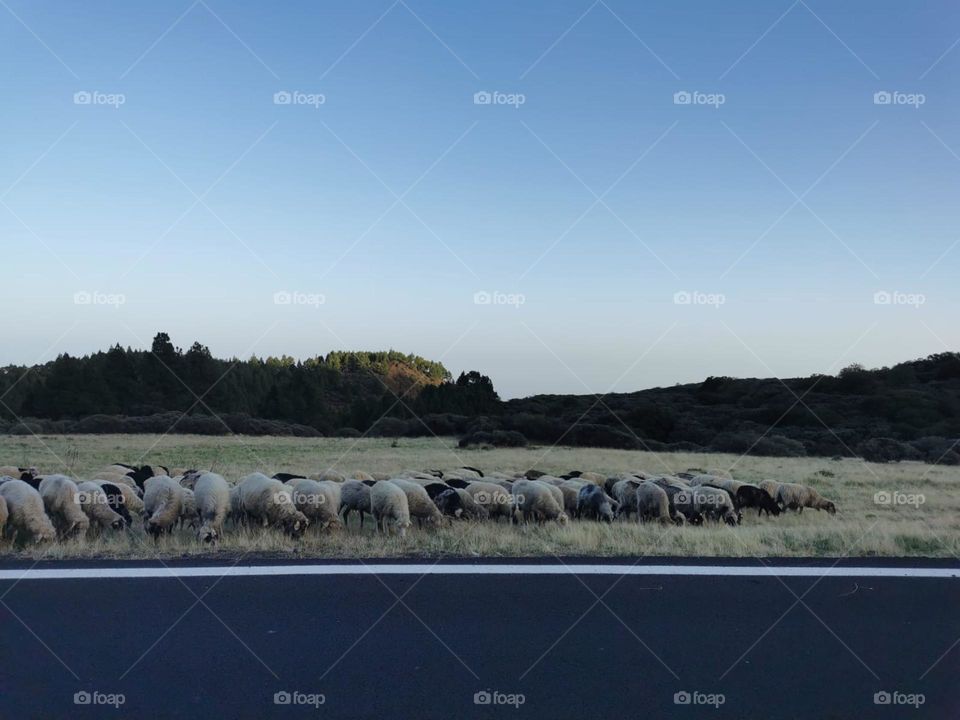 rebaño de ovejas en el norte de gran Canaria por la tarde cuando hace mas fresquito
