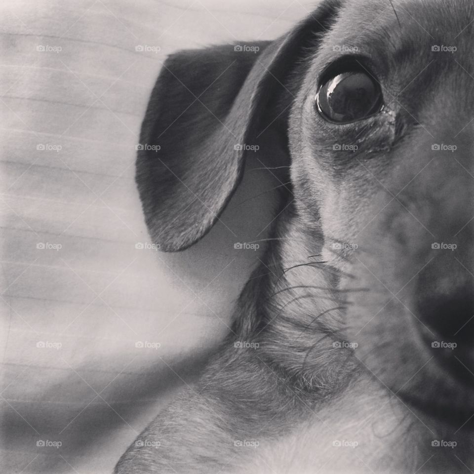 Portrait . Close up of my dachshund 
