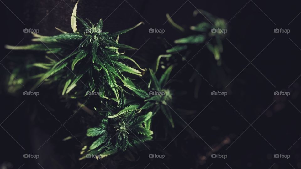 low light close up cannabis plant