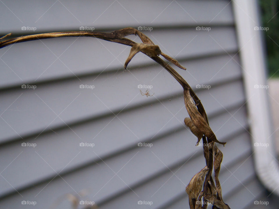 web spiderweb spider outside by ashley77