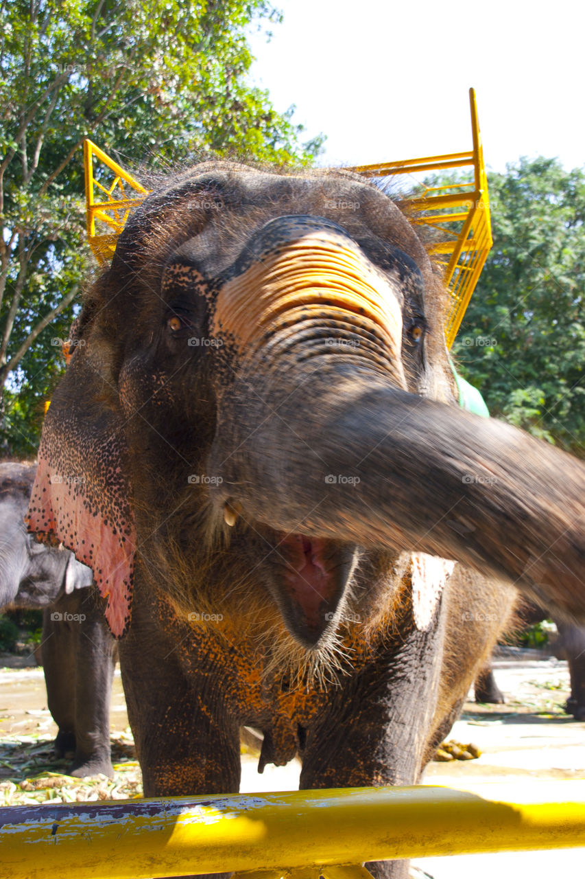 THE ELEPHANT AT NOON NOOK GARDEN PATTAY THAILAND