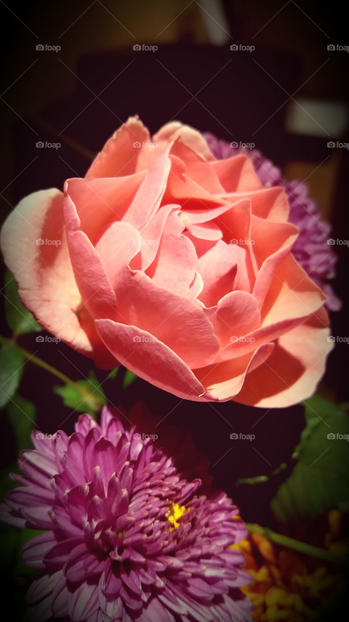 Pink Rose