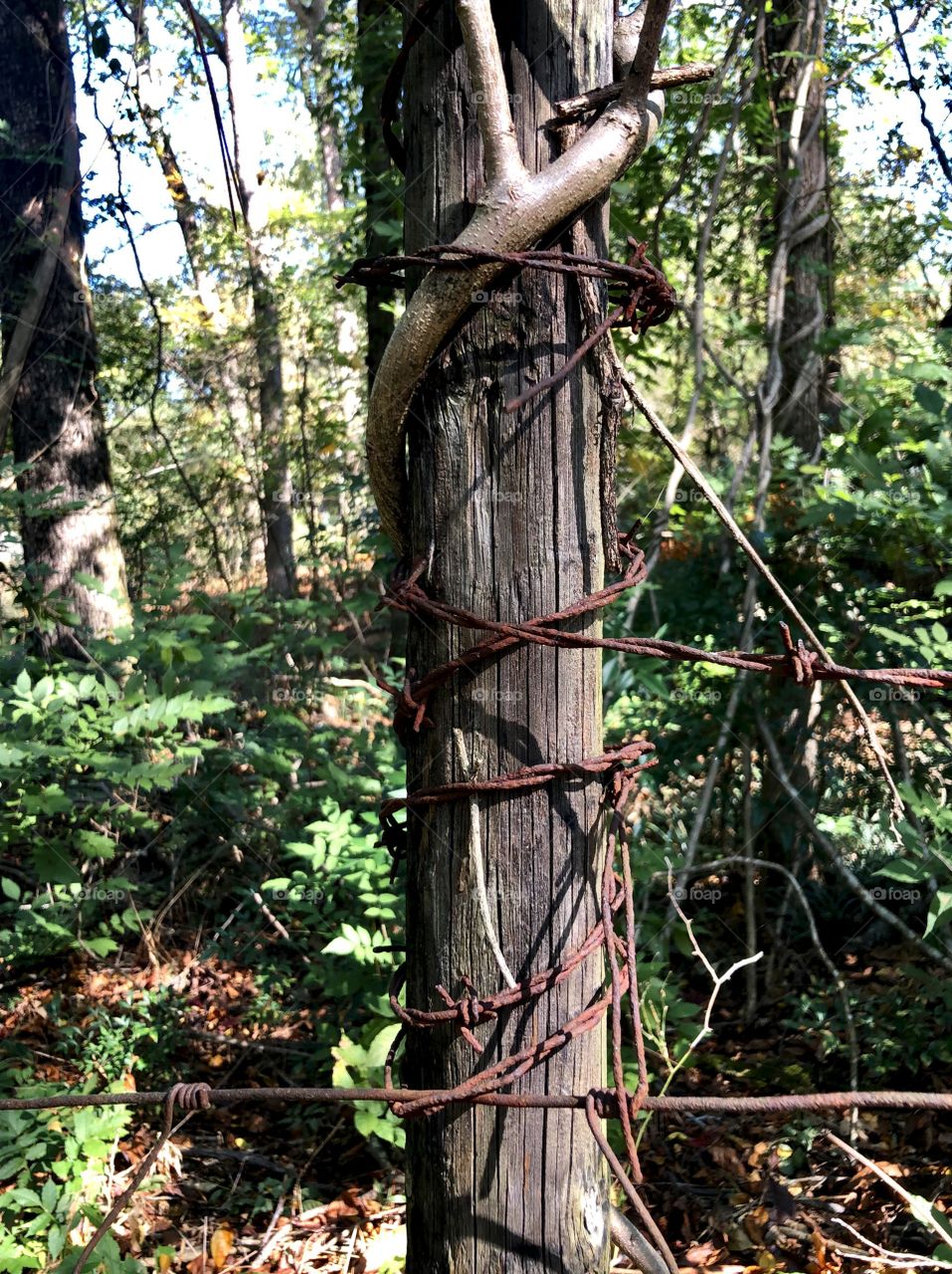 Rusted barbwire on old fence post in the woods 