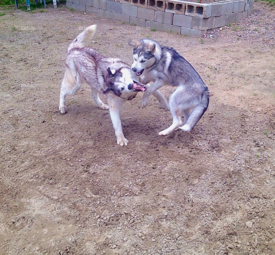 Huskies playing in action
